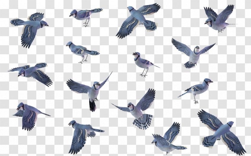 Bird Wren House Sparrow - Cartoon Blue Jay Transparent PNG