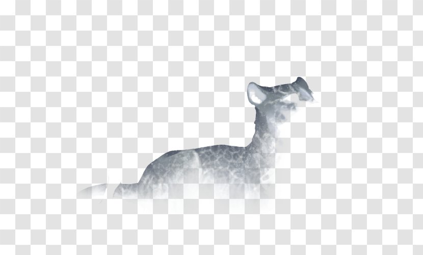 Whiskers Cat Dog Canidae Snout - Like Mammal Transparent PNG