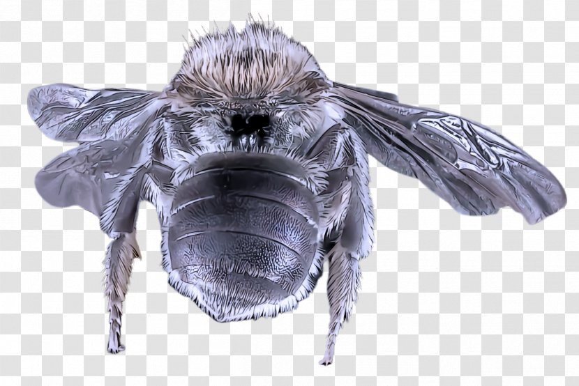 Bumblebee - House Fly - Carpenter Bee Transparent PNG