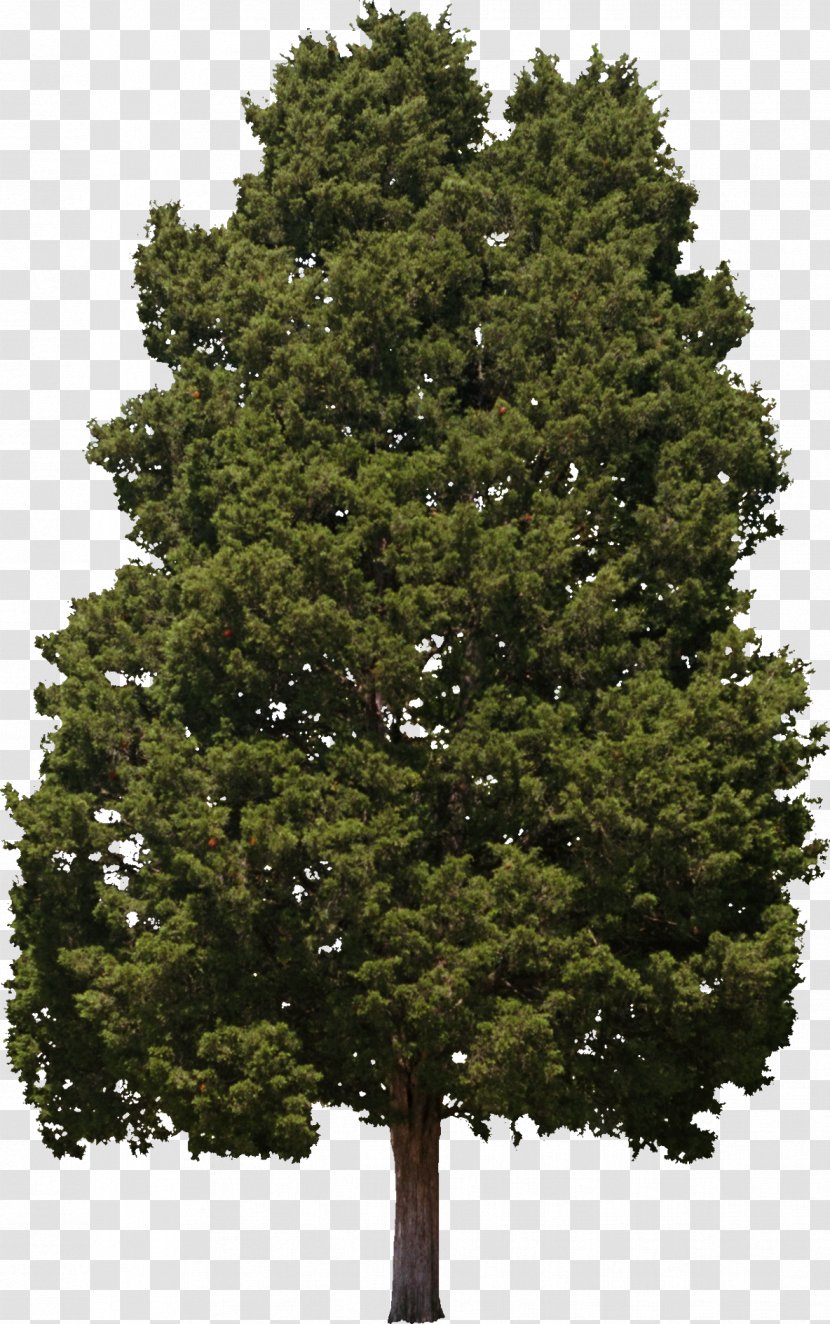 Tree Hinoki Cypress Woody Plant Conifers - Plane Family - Bushes Transparent PNG