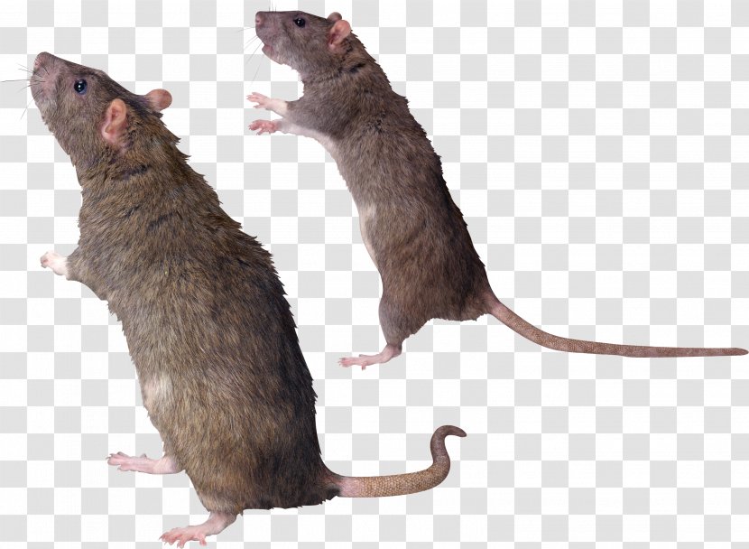 Rat Mouse Gerbil Common Degu Whiskers - Brown - Mouse, Image Transparent PNG