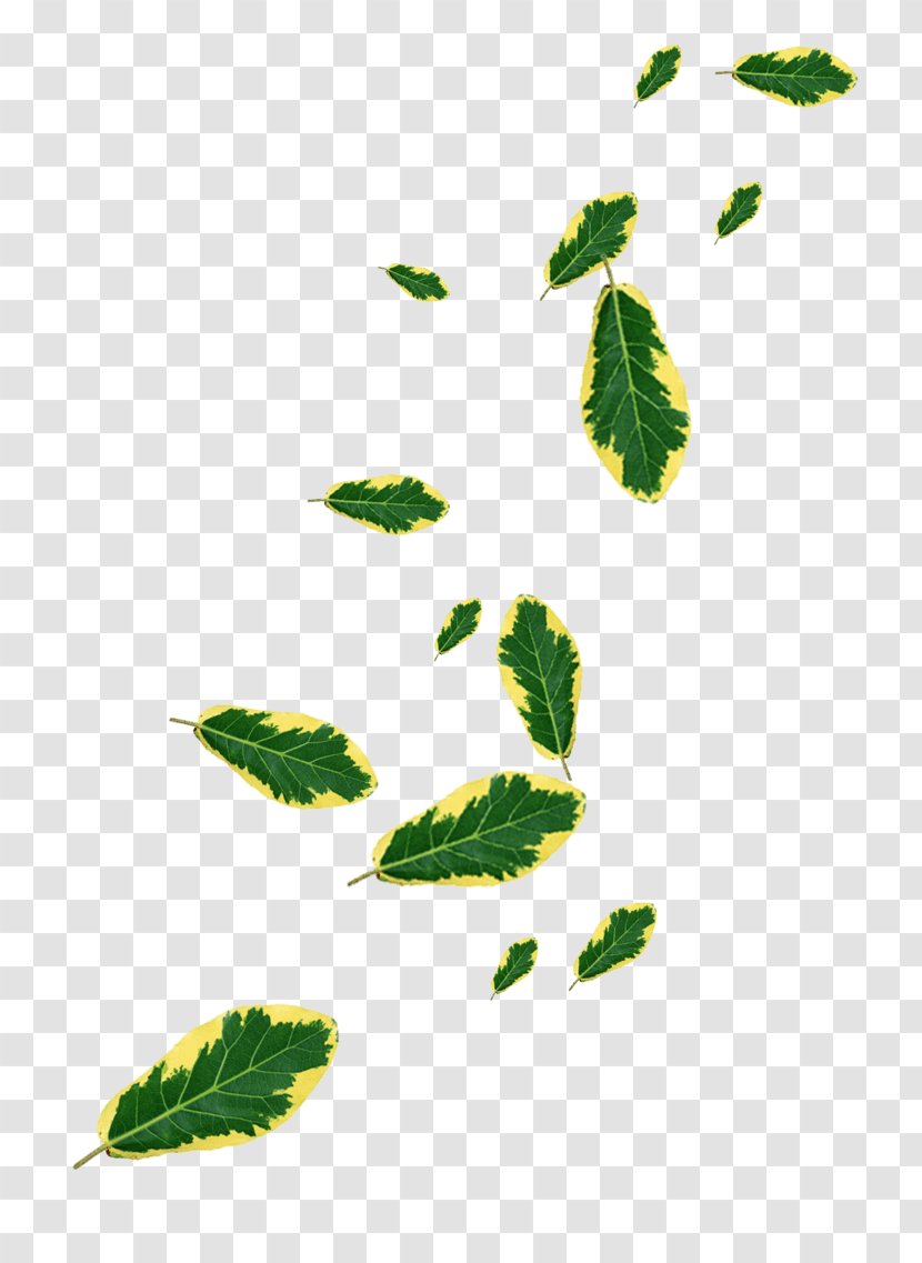 Leaf Designer Image - Resolution - Aerial Button Transparent PNG