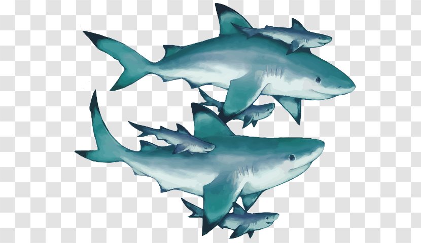 Watercolor Painting Lamniformes - Great White Shark - Fish Transparent PNG