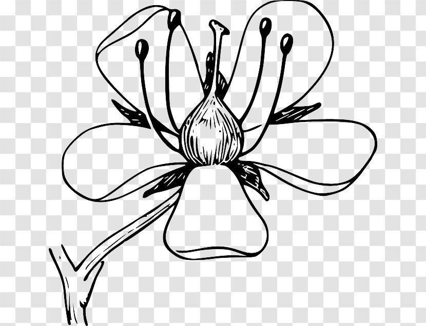 Flower Clip Art Petal Diagram Botany - Flowering Plant Transparent PNG