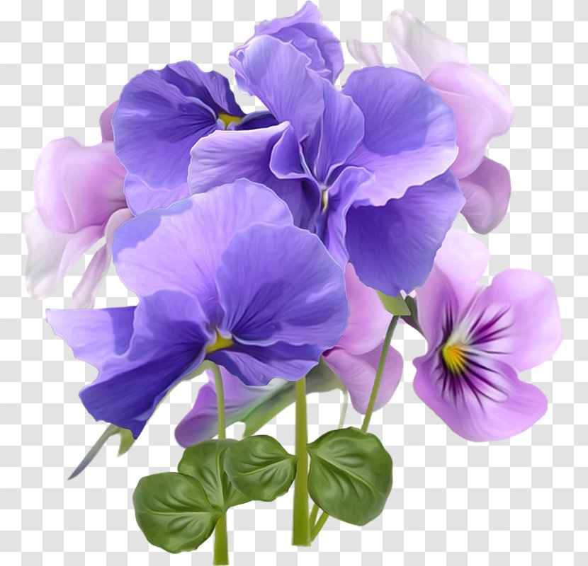 Pansy Violet Holiday Flower Birthday - Blossom Transparent PNG