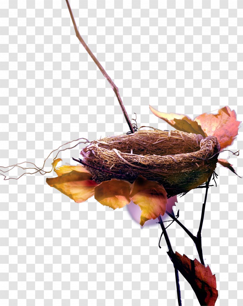 Edible Birds Nest Leaf - Twig Transparent PNG