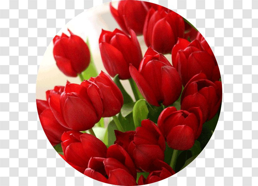 Desktop Wallpaper Red Color Tulip Flower - Lily Family Transparent PNG