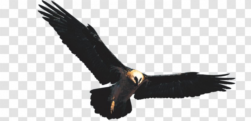 Golden Eagle Hawk - Majestic Transparent PNG