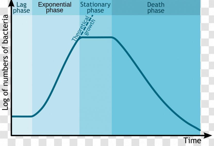 Bacterial Growth Microorganism Cell Exponential - Cycle Vector Transparent PNG