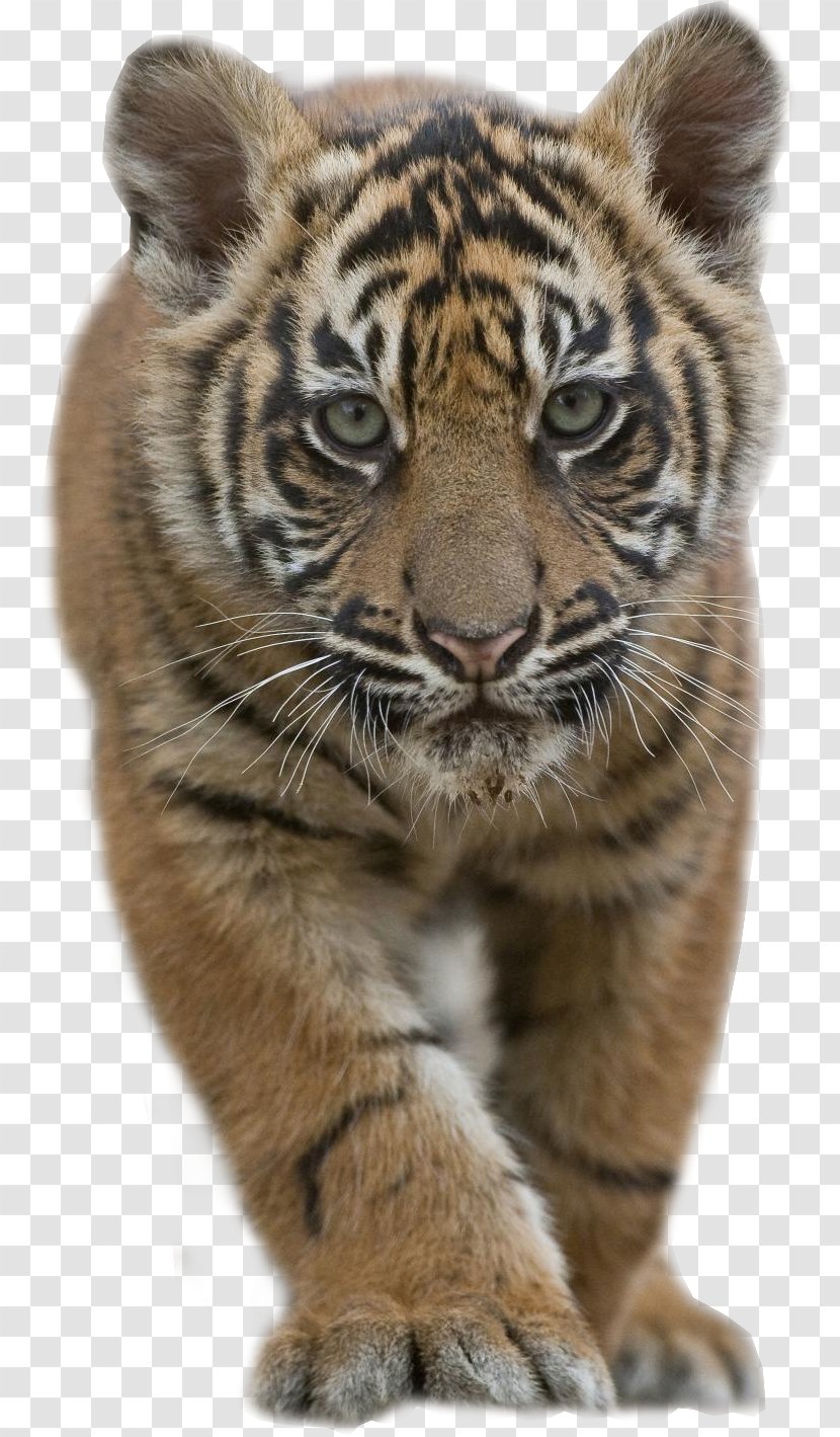 Sumatran Tiger Bengal Siberian Malayan Felidae - Carnivoran Transparent PNG