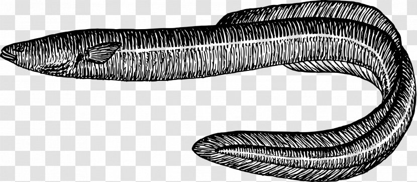 Electric Eel Drawing Sargasso Sea Clip Art - Moray Transparent PNG