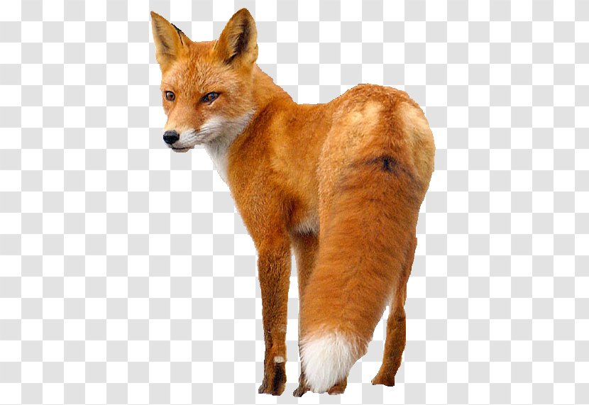 Red Fox Clip Art - Dhole Transparent PNG