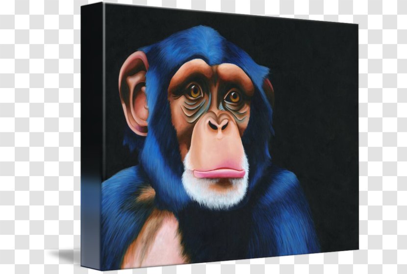 Common Chimpanzee Gorilla Gallery Wrap Monkey Portrait Transparent PNG