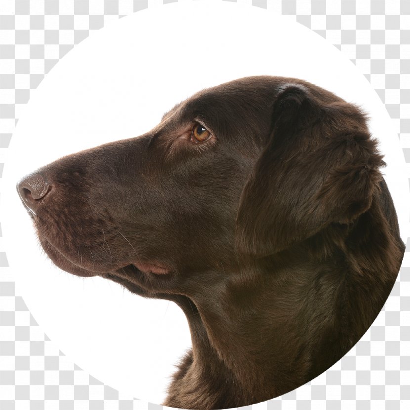 Labrador Retriever Flat-Coated Boykin Spaniel Dog Breed Boykin, Kershaw County, South Carolina - Sporting Group - Flat Coat Transparent PNG