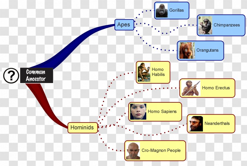Neanderthal Primate Homo Sapiens Human Evolution - Text - Technology Transparent PNG