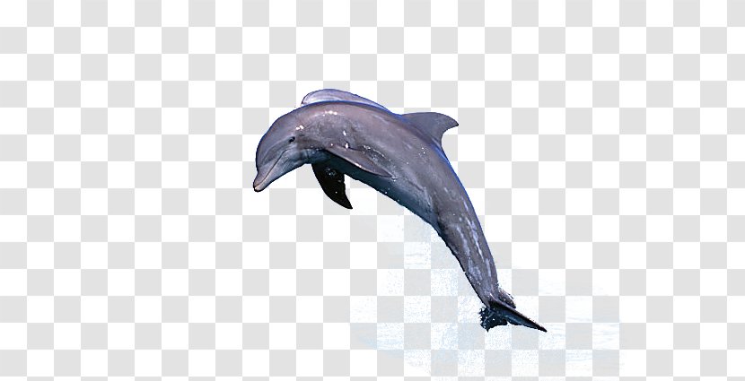 Common Bottlenose Dolphin Jumping Porpoise Cetacea Transparent PNG