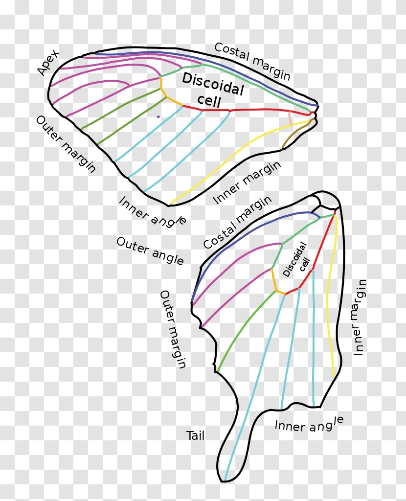 Butterfly Wing Bird Anatomy Human Body - Cartoon Transparent PNG