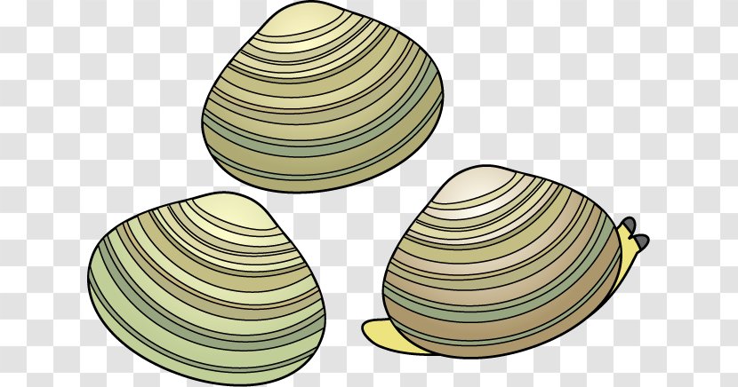 Clam Venerupis Philippinarum Veneroida Miso Soup Seashell - Tellins - Clipart Transparent PNG