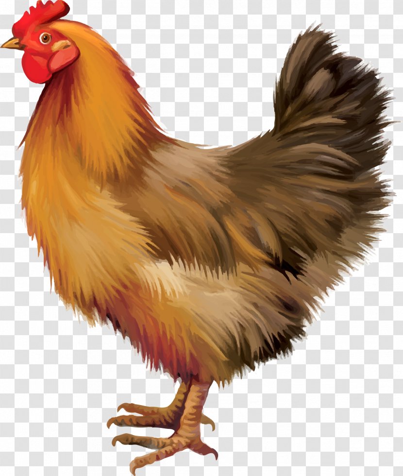 Chicken Rooster - Vecteur - Vector Painted Loess Transparent PNG