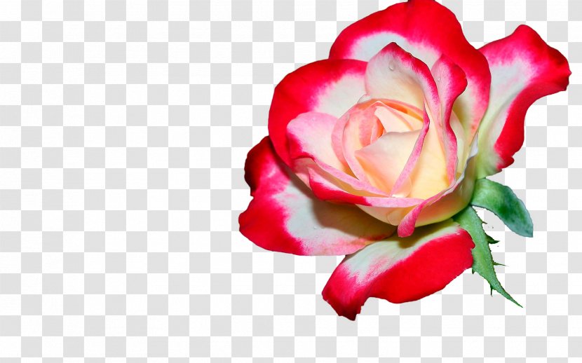 Desktop Wallpaper Display Resolution Rose Flower Transparent PNG