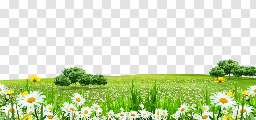 Lawn Flower - Google Images - White Flowers Grass Border Texture Transparent PNG