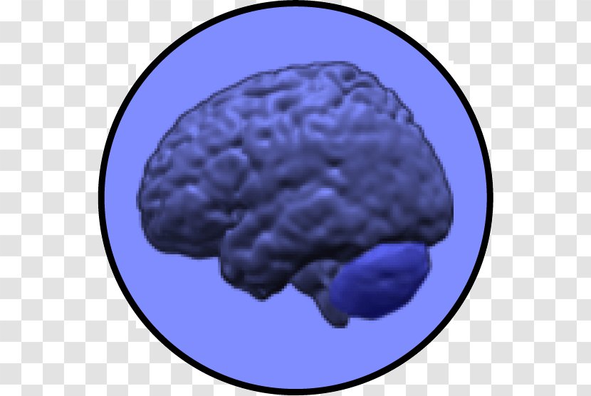 Brain Cerebellum Neuroimaging Intelligence Grey Matter - Silhouette Transparent PNG