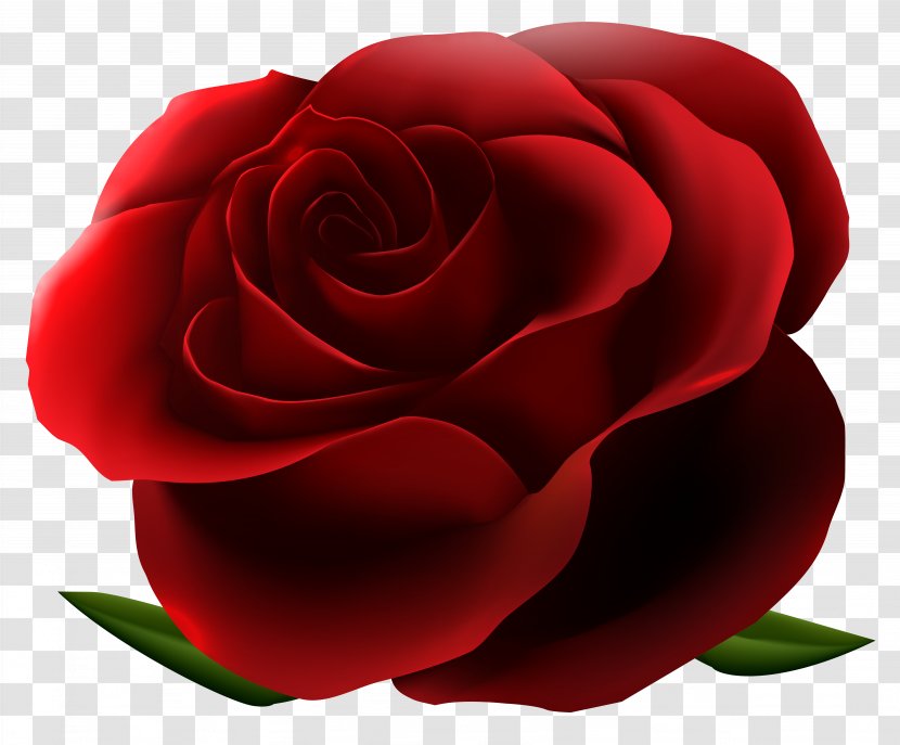 Rose Flower Clip Art - Garden Roses Transparent PNG