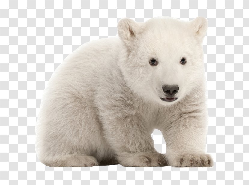 Polar Bear Stock Photography - Snout - Animal Zoo Transparent PNG