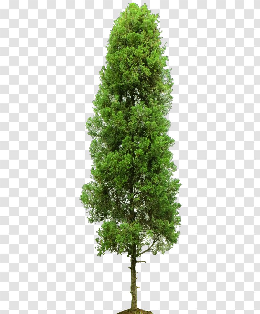 Stock Photography Royalty-free Tree - Larch Transparent PNG