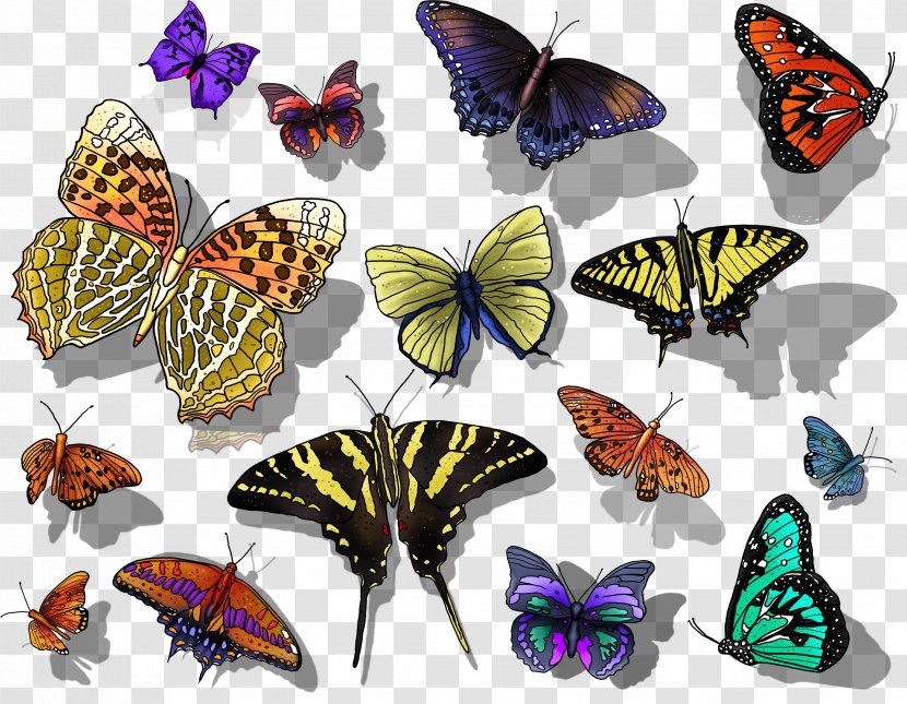 Butterfly Photography Clip Art - Invertebrate Transparent PNG