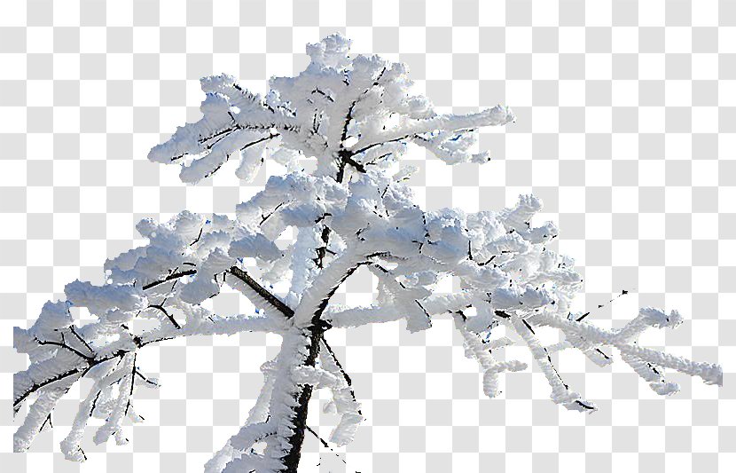 Winter - Designer - Snow Branches Creative Transparent PNG