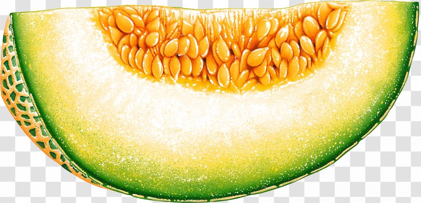 Honeydew Cantaloupe Melon Fruit Clip Art - Galia Transparent PNG