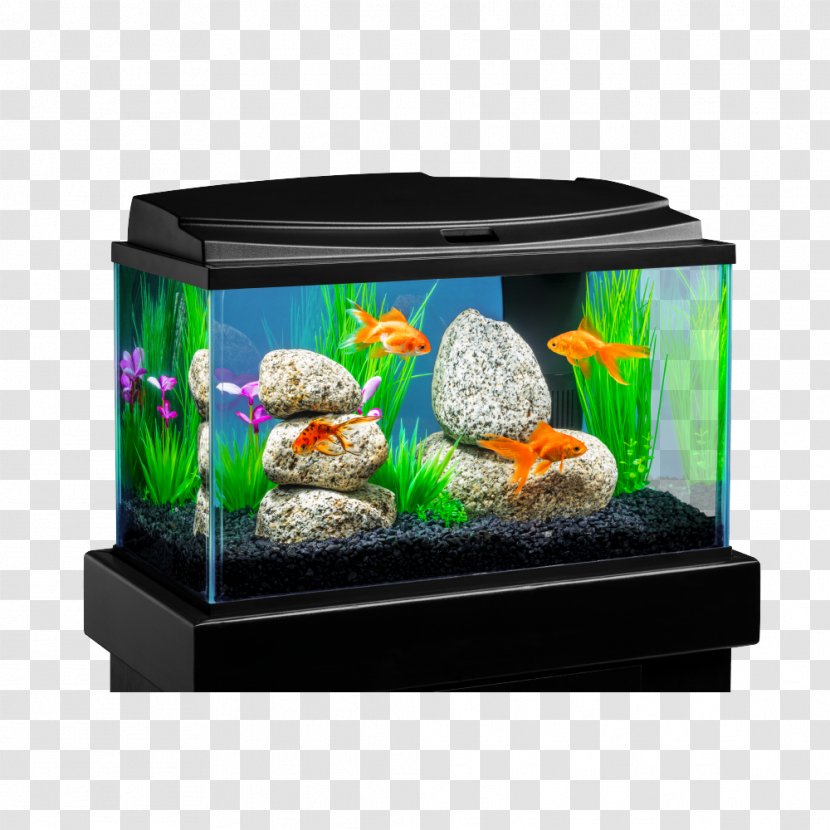 Aquariums Goldfish Aqua Culture 10-Gallon Aquarium Starter Kit - Fluval Edge - Fish Tanks Direct Transparent PNG
