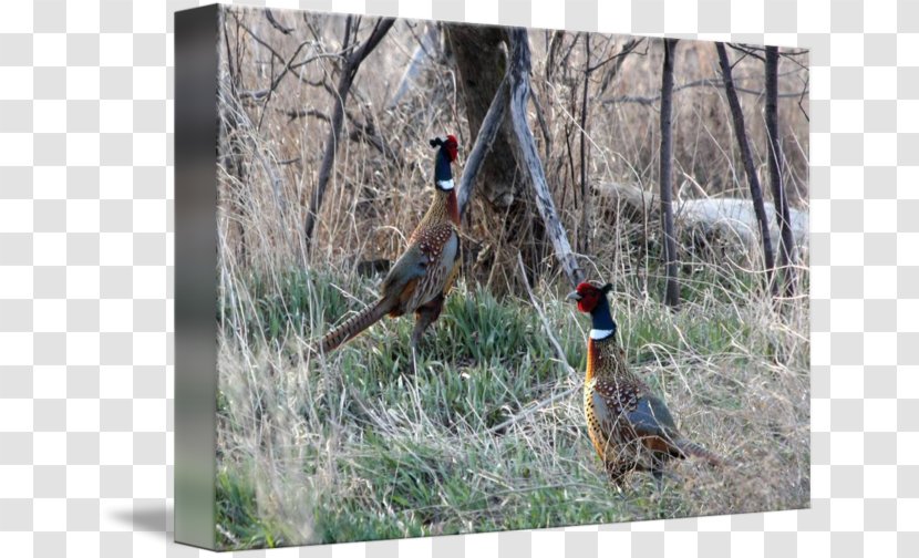 Pheasant Ecosystem Fauna Wildlife Beak - Grass Transparent PNG