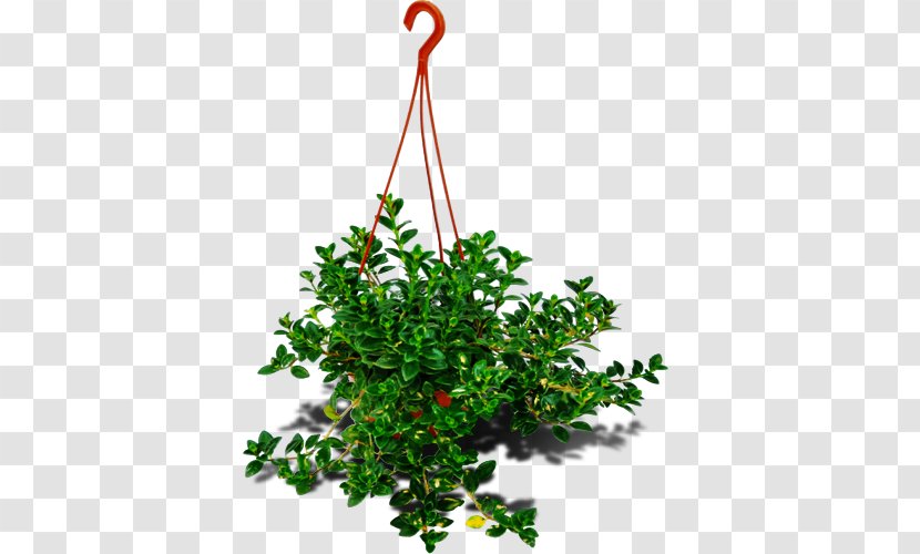 Shrub Branch Ornamental Plant Garden Flowerpot - Herb Transparent PNG