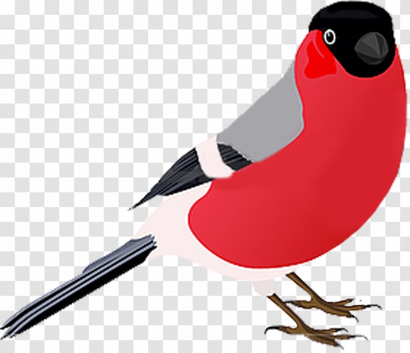 Bird Photography Drawing - Feather Transparent PNG