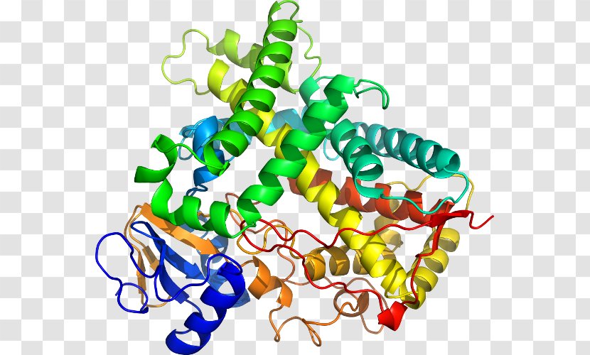 Cytochrome P450 CYP1A2 Enzyme CYP2C19 - Cartoon - Family 1 Member A1 Transparent PNG