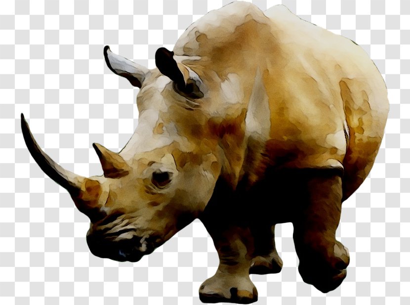 Rhinoceros Clip Art Rhino! Image - Sumatran - Drawing Transparent PNG