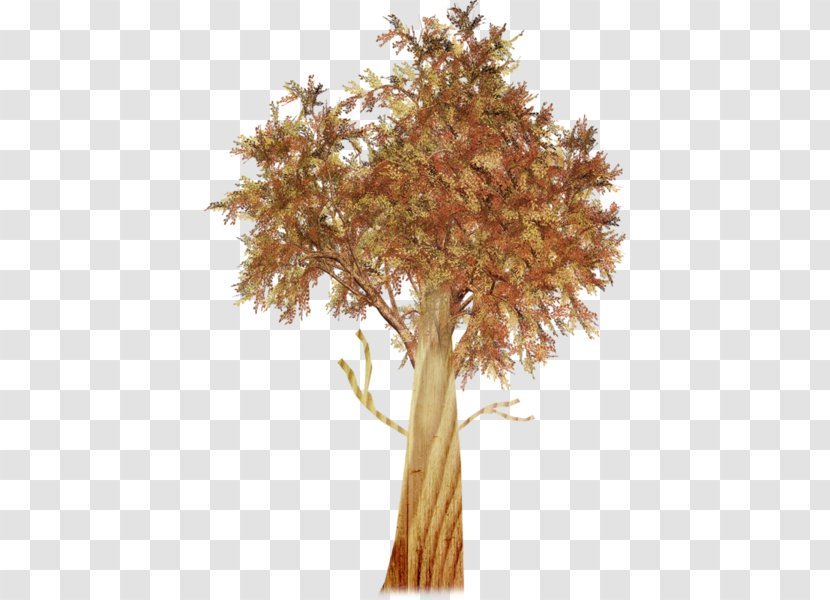Twig Plant Stem - Tree - Trunk Transparent PNG