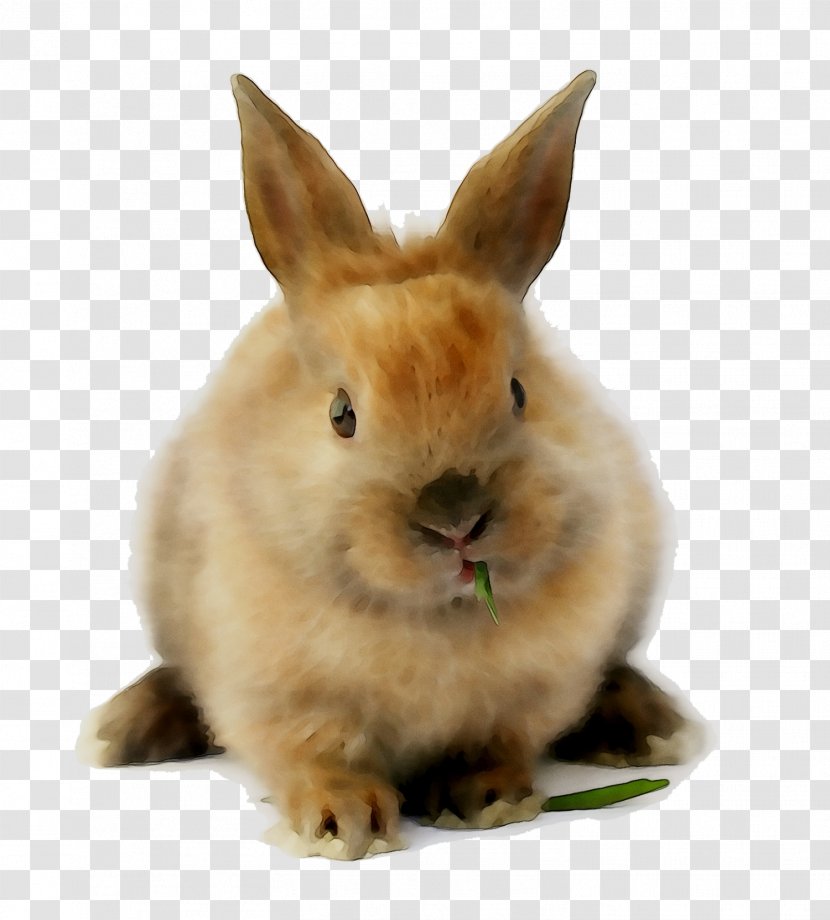 Cat Desktop Wallpaper Image Photograph Animal - Fawn - Rabbits And Hares Transparent PNG