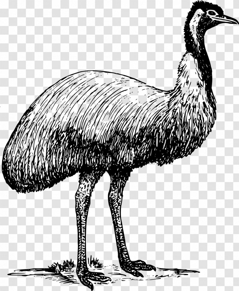 Common Ostrich Emu Clip Art - Drawing Transparent PNG