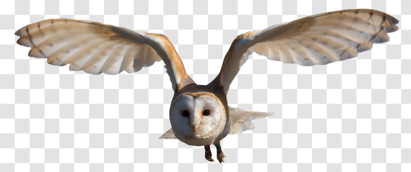 Bird Snowy Owl Barn Eurasian Eagle-owl Transparent PNG