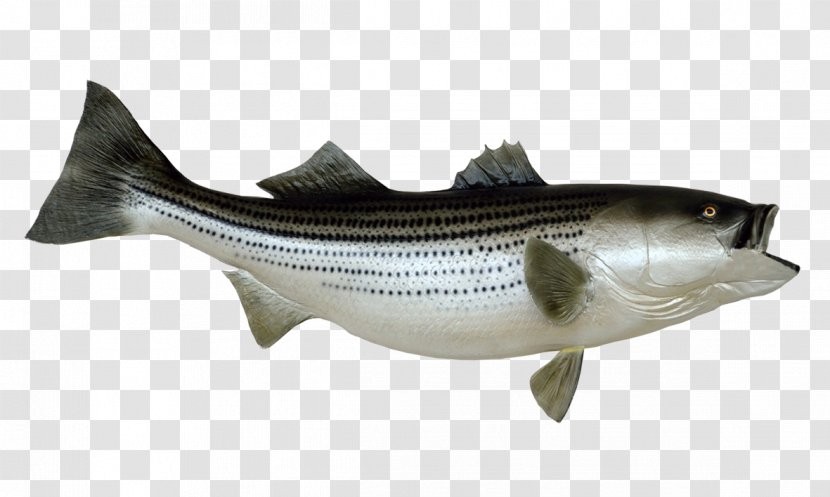 Striped Bass Fishing Stock Photography - Barramundi Transparent PNG