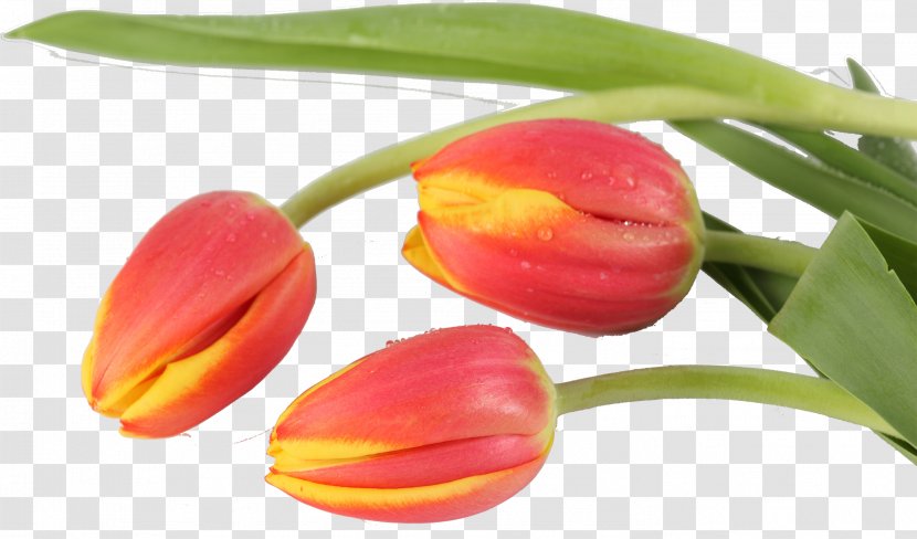 Tulip Flower Liliaceae Plant Bud Transparent PNG