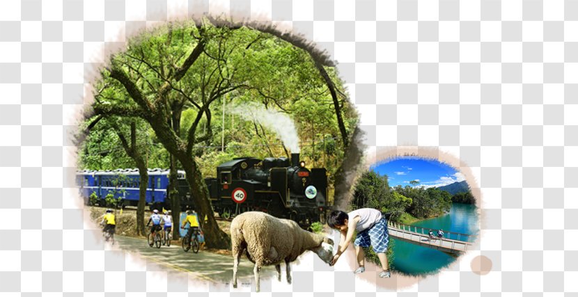 Sheep Tourism - Taiwan Travel Transparent PNG