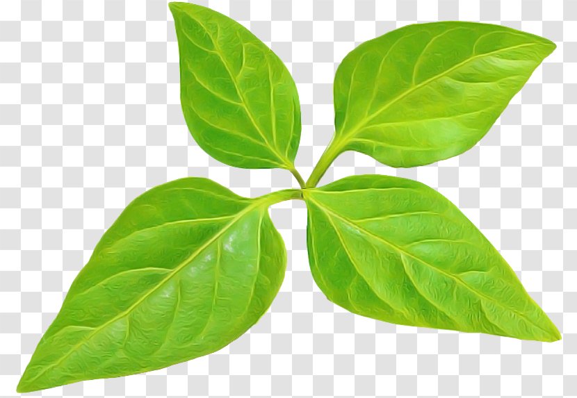 Leaf Flower Plant Tree Herb - Basil Transparent PNG