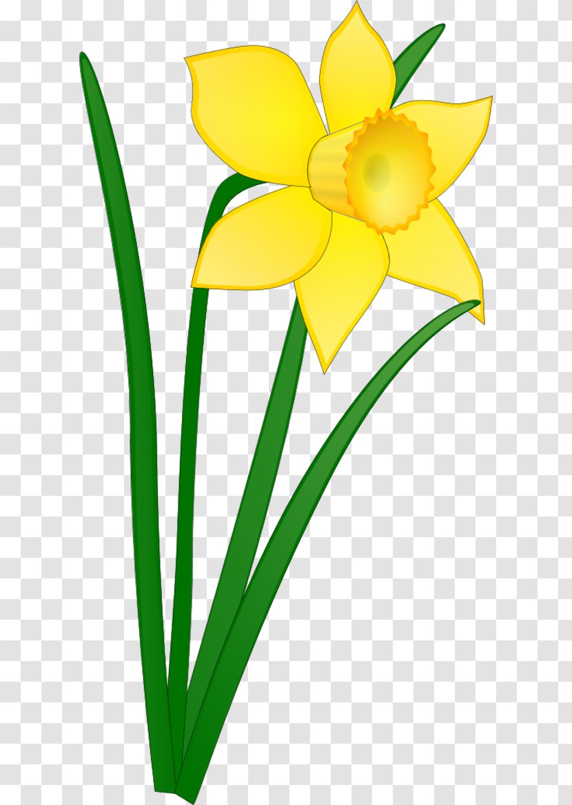Daffodil Free Content Drawing Clip Art - Flowering Plant - Cartoon Transparent PNG