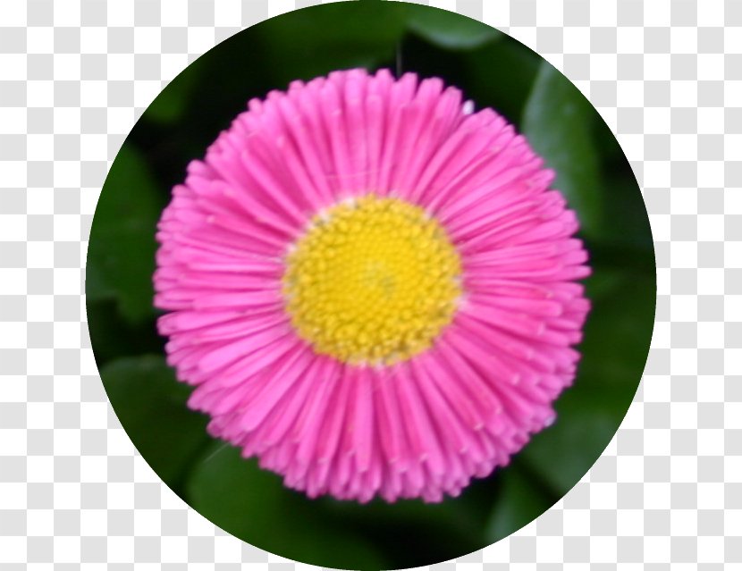 Microsoft Paint Paint.net Photography - Flowering Plant - Uma Bharti Transparent PNG
