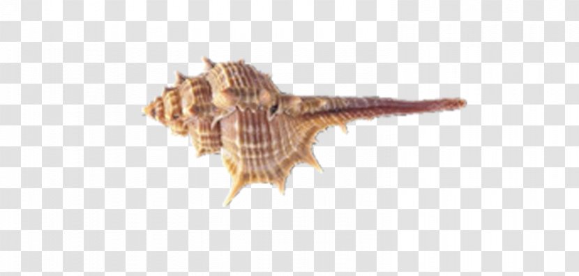 Seashell Download Art Google Images - Conch Transparent PNG