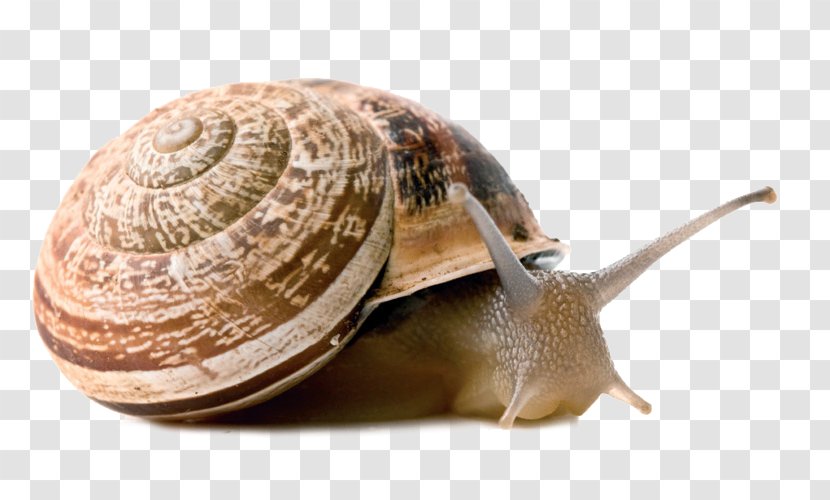 Land Snail Stylommatophora Gastropods Vertebrate - Sea Transparent PNG